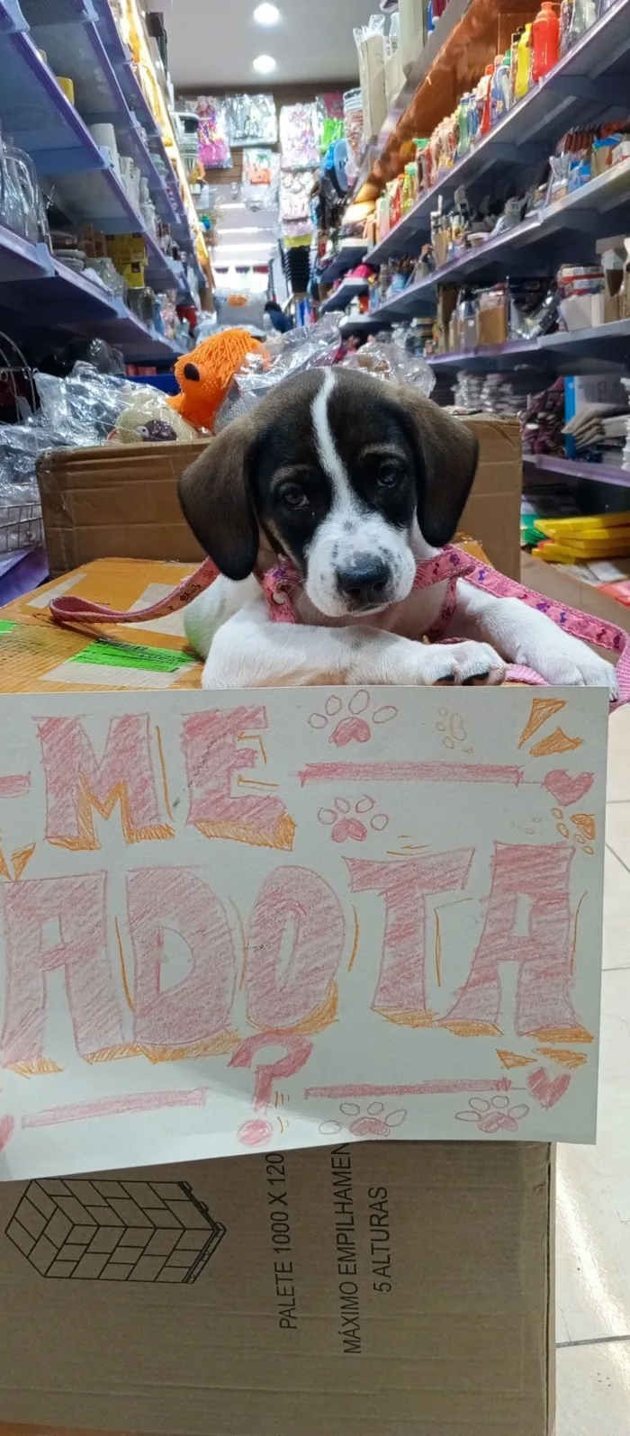 Cachorro raça SRD-ViraLata idade 2 a 6 meses nome Lili