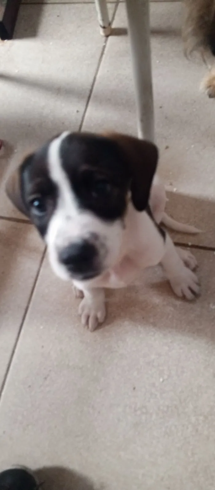 Cachorro raça SRD-ViraLata idade 2 a 6 meses nome Lili