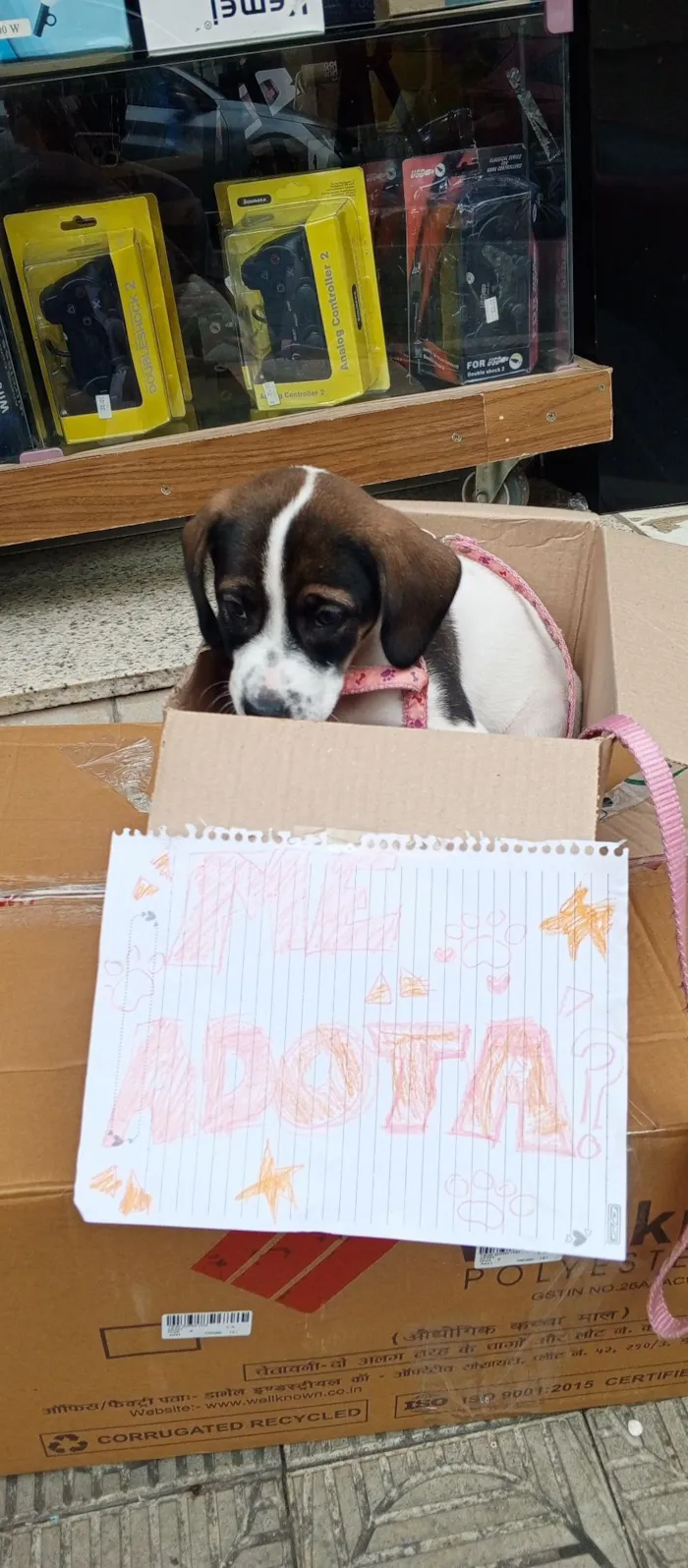 Cachorro raça SRD-ViraLata idade 2 a 6 meses nome Lili