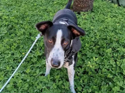 Cachorro raça SRD-ViraLata idade 1 ano nome Pimentinha 