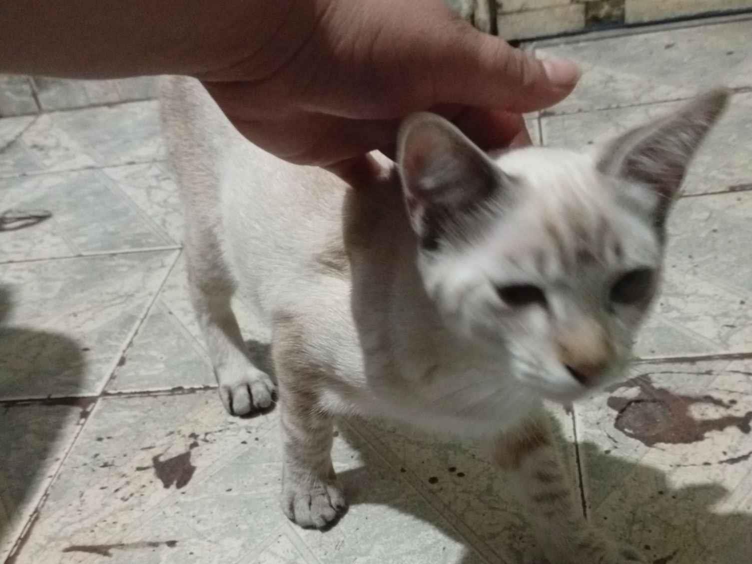 Gato raça Exótico idade Abaixo de 2 meses nome Janet García