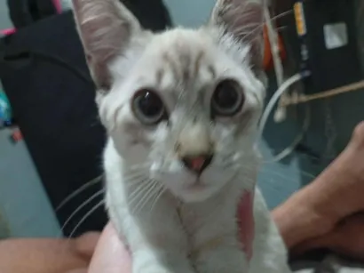 Gato raça Exótico idade Abaixo de 2 meses nome Janet García