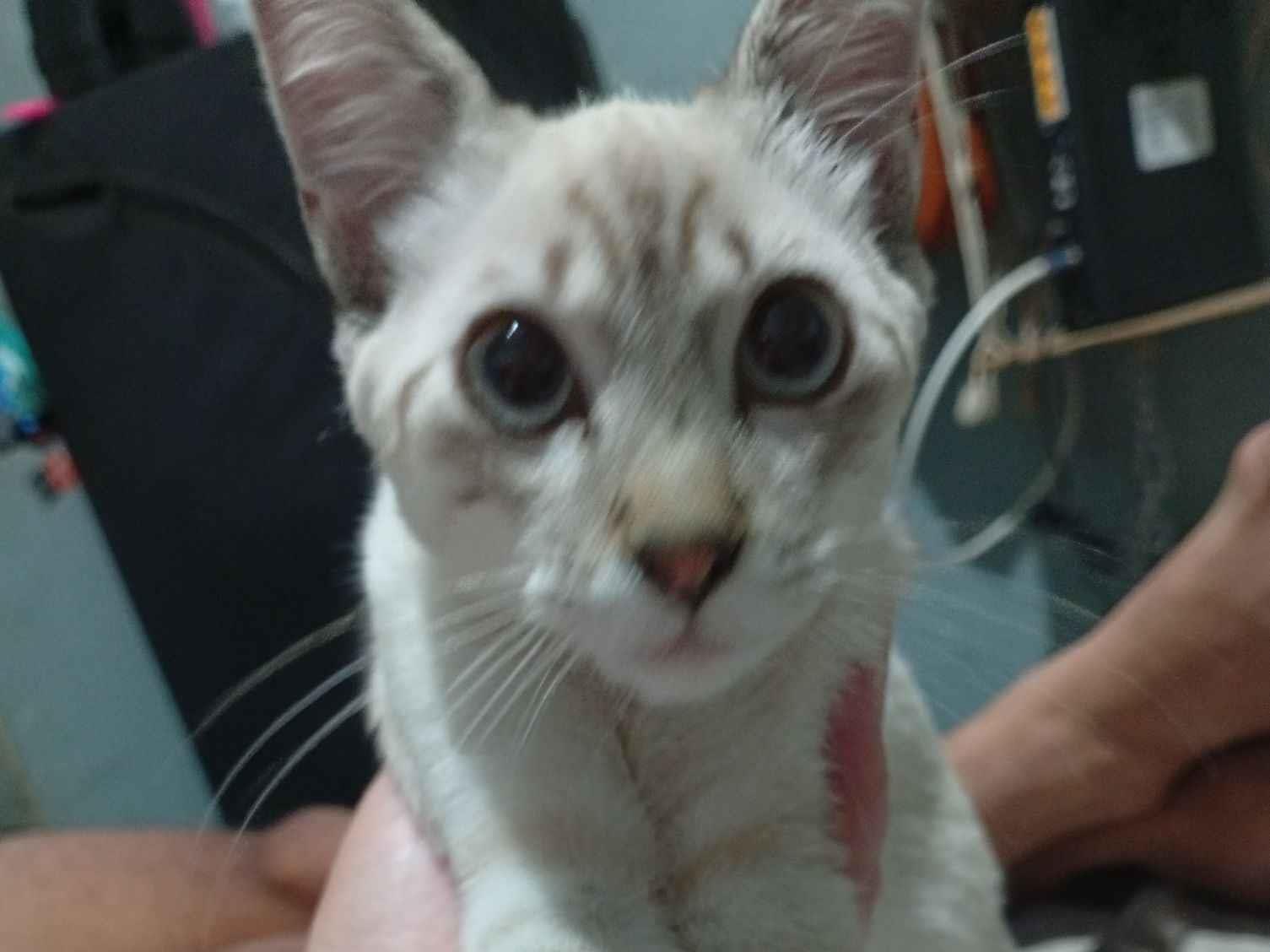 Gato raça Exótico idade Abaixo de 2 meses nome Janet García