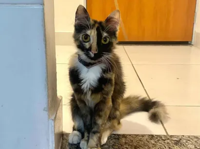 Gato raça SRD-ViraLata idade 1 ano nome Jade