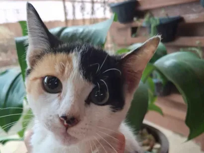 Gato raça SRD-ViraLata idade 2 a 6 meses nome Lis