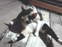 Gato raça SRD-ViraLata idade 5 anos nome Bibi 