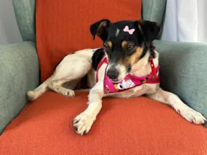 Cachorro raça SRD-ViraLata idade 2 anos nome Cookie