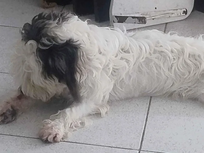 Cachorro raça SRD-ViraLata idade 7 a 11 meses nome Penélope 