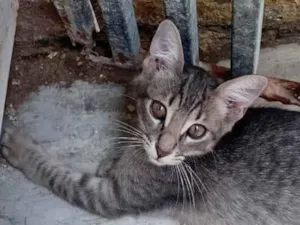 Gato raça SRD-ViraLata idade 2 a 6 meses nome José Augusto 