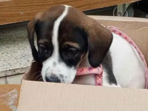 Cachorro raça SRD-ViraLata idade 2 a 6 meses nome Lili