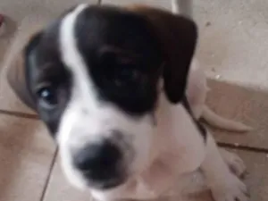 Cachorro raça SRD-ViraLata idade 2 a 6 meses nome Lili
