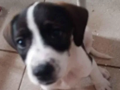Cachorro raça SRD-ViraLata idade 2 a 6 meses nome Lili