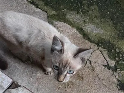 Gato raça SRD-ViraLata idade 2 a 6 meses nome Sem nome