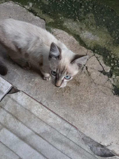 Gato raça SRD-ViraLata idade 2 a 6 meses nome Sem nome