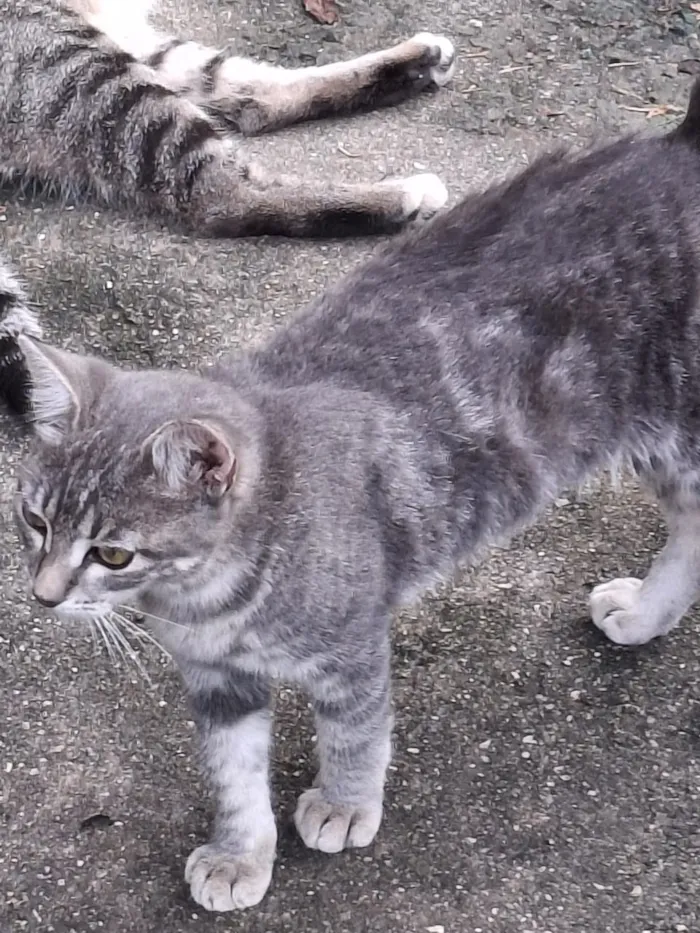 Gato raça SRD-ViraLata idade 2 a 6 meses nome Sem nome