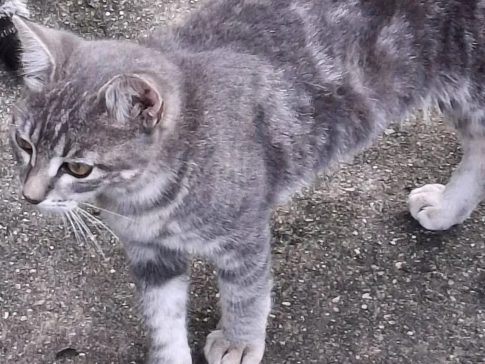 Gato raça SRD-ViraLata idade 2 a 6 meses nome Sem nome