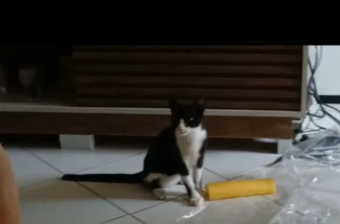 Gato raça SRD-ViraLata idade 2 a 6 meses nome bebe