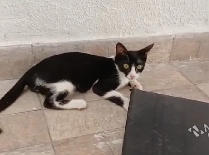 Gato raça SRD-ViraLata idade 2 a 6 meses nome bebe