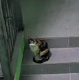Gato raça SRD-ViraLata idade 1 ano nome Nina