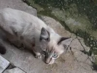 Gato raça SRD-ViraLata idade 2 a 6 meses nome Sem nome