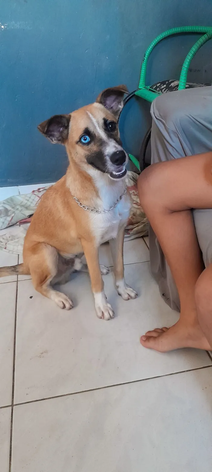 Cachorro raça SRD-ViraLata idade 2 a 6 meses nome Caramelo 