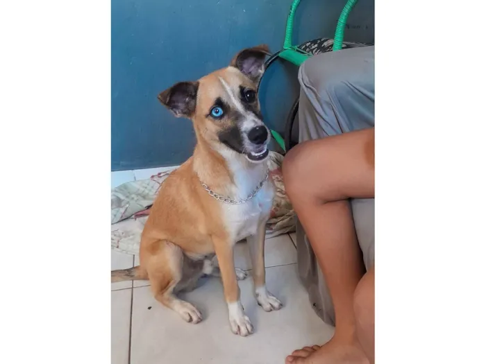 Cachorro raça SRD-ViraLata idade 2 a 6 meses nome Caramelo 