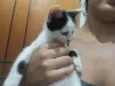 Gato raça SRD-ViraLata idade 2 a 6 meses nome Nicole 