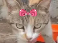 Gato raça SRD-ViraLata idade 7 a 11 meses nome Sabrina 