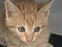 Gato raça SRD-ViraLata idade 2 a 6 meses nome Tico 