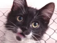 Gato raça SRD-ViraLata idade 2 a 6 meses nome Tóquio 