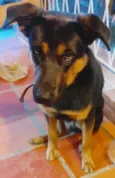 Cachorro raça SRD-ViraLata idade 2 anos nome Garoto