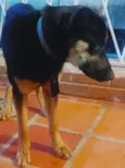 Cachorro raça SRD-ViraLata idade 2 anos nome Garoto