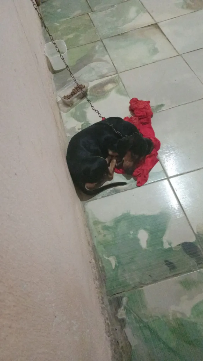 Cachorro raça SRD-ViraLata idade 3 anos nome Derik