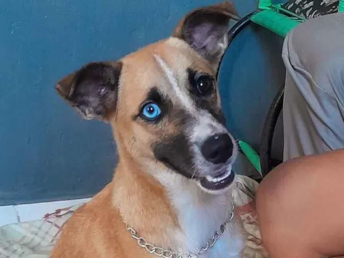 Cachorro raça SRD-ViraLata idade 2 a 6 meses nome Caramelo 