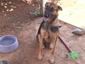 Cachorro raça Pastor Alemão idade 1 ano nome Pipoca 