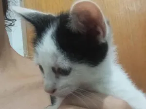Gato raça SRD-ViraLata idade 2 a 6 meses nome Nicole 