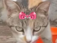 Gato raça SRD-ViraLata idade 7 a 11 meses nome Sabrina 