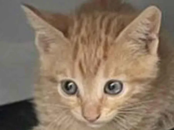 Gato raça SRD-ViraLata idade 2 a 6 meses nome Tico 