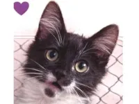 Gato raça SRD-ViraLata idade 2 a 6 meses nome Tóquio 