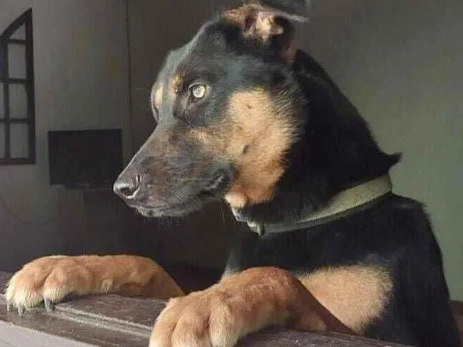 Cachorro raça SRD-ViraLata idade 2 anos nome Garoto