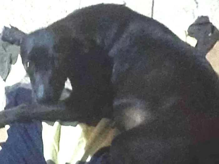 Não tem é cachorra de rua 