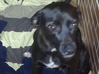 Cachorro raça SRD-ViraLata idade 7 a 11 meses nome Não sei 