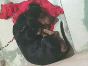 Cachorro raça SRD-ViraLata idade 3 anos nome Derik