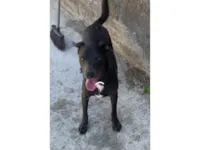 Cachorro raça Pit-Bull idade 1 ano nome Max e Akira 
