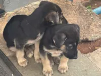 Cachorro raça SRD-ViraLata idade Abaixo de 2 meses nome Sem nome 