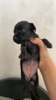 Cachorro raça SRD-ViraLata idade Abaixo de 2 meses nome Sem nome 