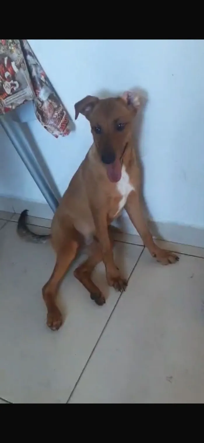 Cachorro raça SRD-ViraLata idade 2 a 6 meses nome ALBY