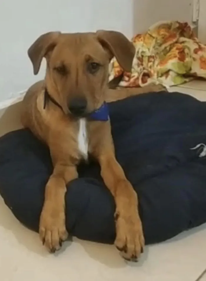 Cachorro raça SRD-ViraLata idade 2 a 6 meses nome ALBY