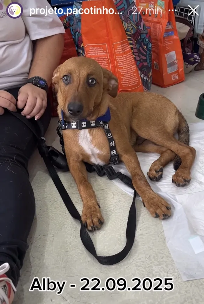 Cachorro raça SRD-ViraLata idade 2 a 6 meses nome ALBY