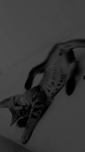 Gato raça SRD-ViraLata idade 2 a 6 meses nome Zayon 